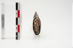 Foto von Eisenantennendolch (NHMW-PRAE-025118)